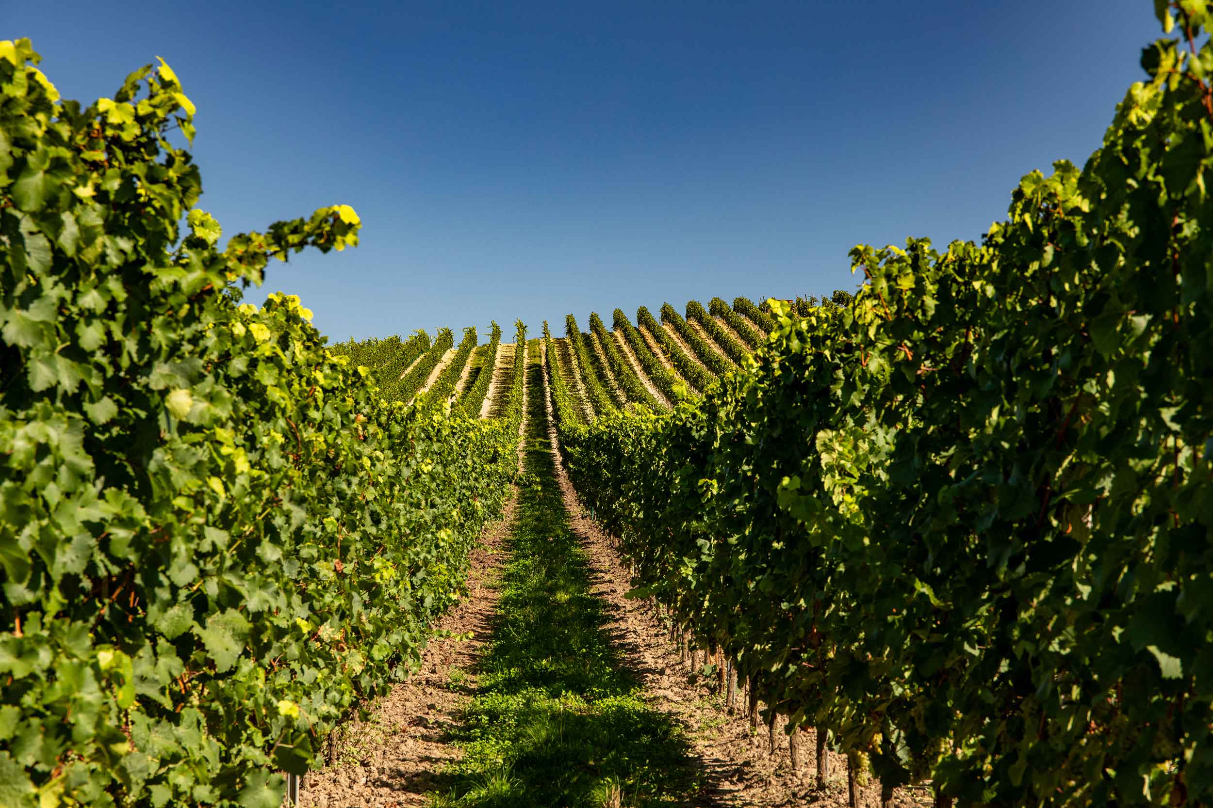 rows of vines